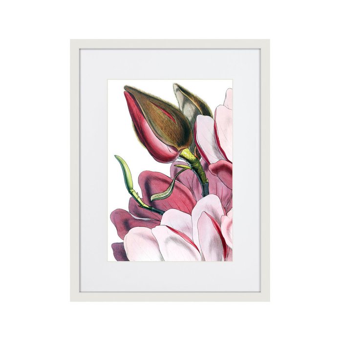 Репродукция картин Himalaya Plants Pink-Flower on white IV 1869 г. - купить Картины по цене 2995.0