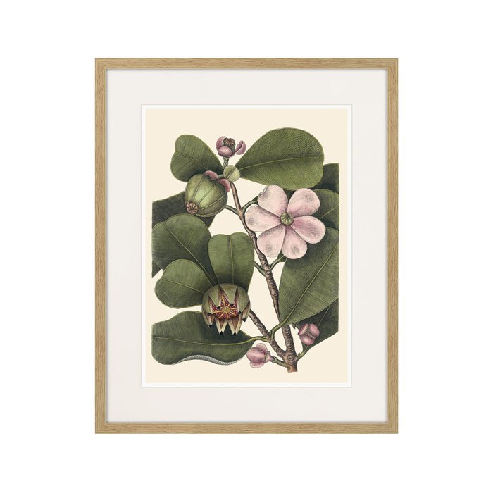Копия старинной литографии Balsam tree with pink flower 1741 г. - купить Картины по цене 3995.0 Копия старинной литографии Balsam tree with pink flower 1741 г. - купить Картины по цене 3995.0