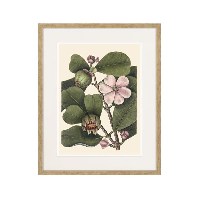 Копия старинной литографии Balsam tree with pink flower 1741 г. - купить Картины по цене 3995.0