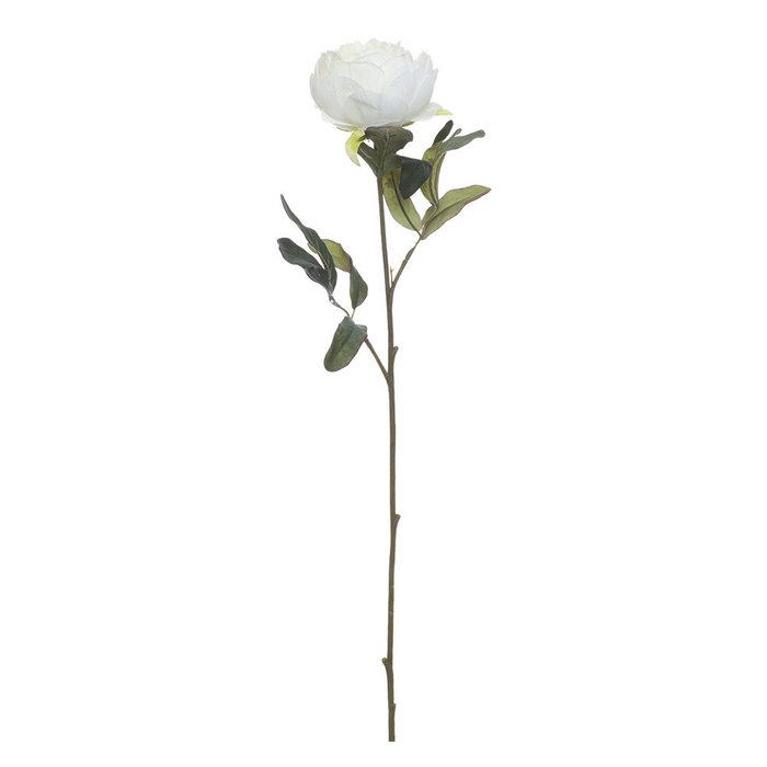 Пион белого цвета - купить Декоративные цветы по цене 160.0
