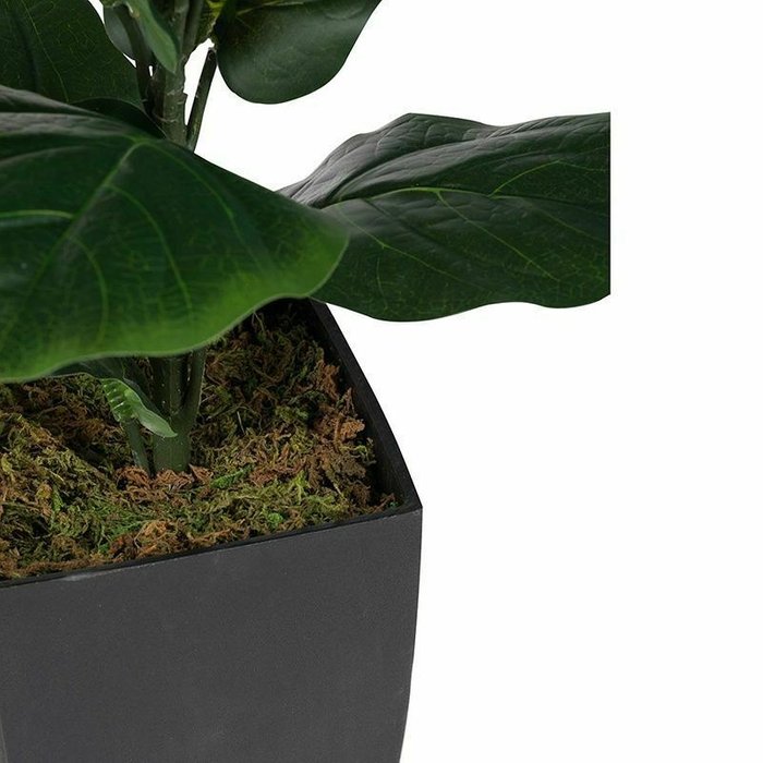 Растение декоративное Фикус зеленого цвета - купить Декоративные цветы по цене 9990.0