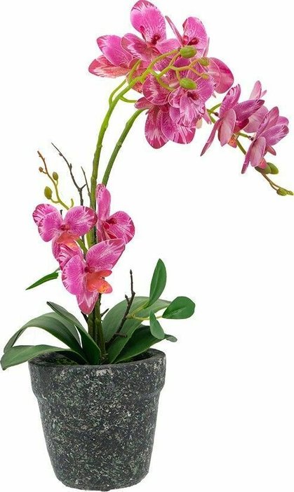 Декоративное растение Орхидея розового цвета - купить Декоративные цветы по цене 3680.0
