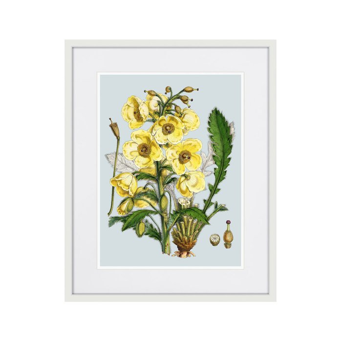 Копия старинной литографии Himalaya Plants Yellow Flower 1869 г. - купить Картины по цене 3995.0