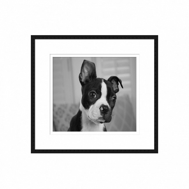 Чёрно-белый постер Kooker с изображением щенка в раме 
