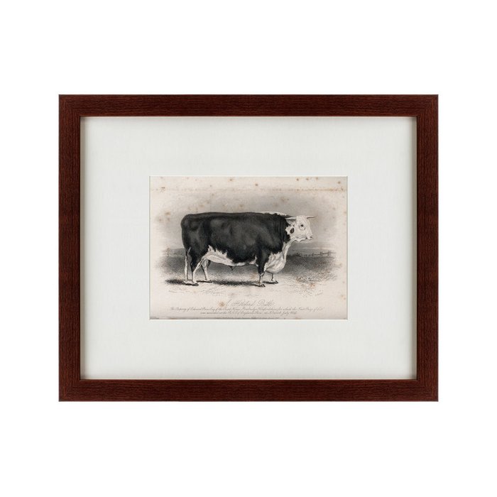 Картина A Hereford bull 1849 г. - купить Картины по цене 4990.0