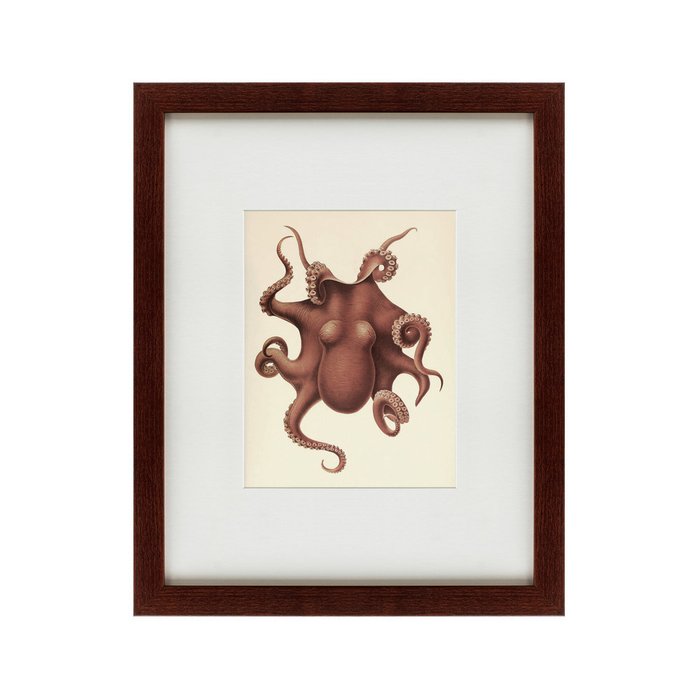 Картина Pacific Octopus 1731 г. - купить Картины по цене 4990.0