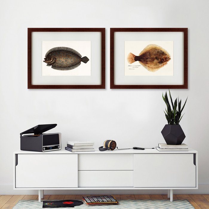 Картина Sole fish 1722 г.  - лучшие Картины в INMYROOM