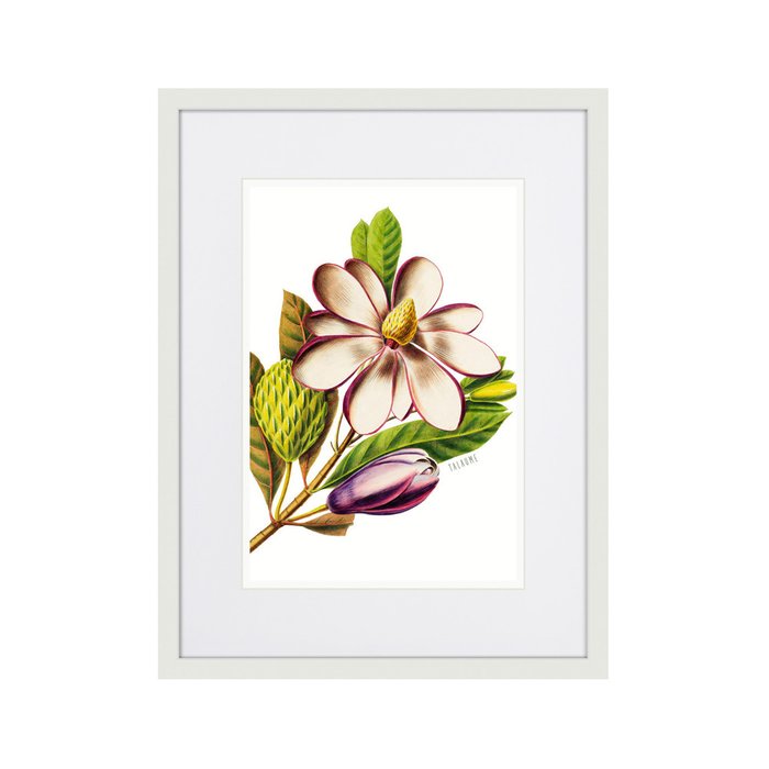 Копия старинной литографии Caribian Flora Purple Magnolia 1740 г. - купить Картины по цене 2995.0