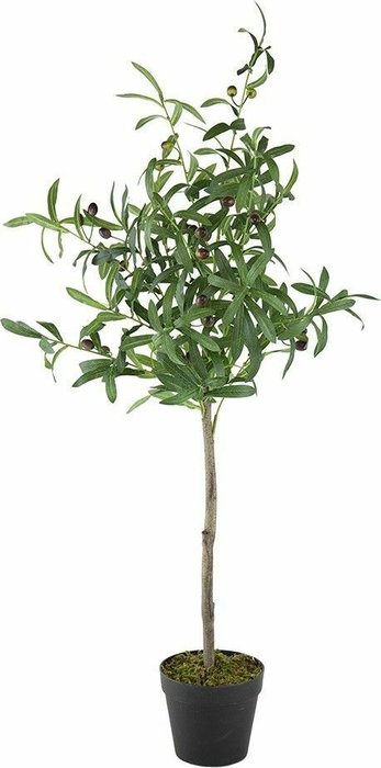Декоративное растение Олива зеленого цвета - лучшие Декоративные цветы в INMYROOM