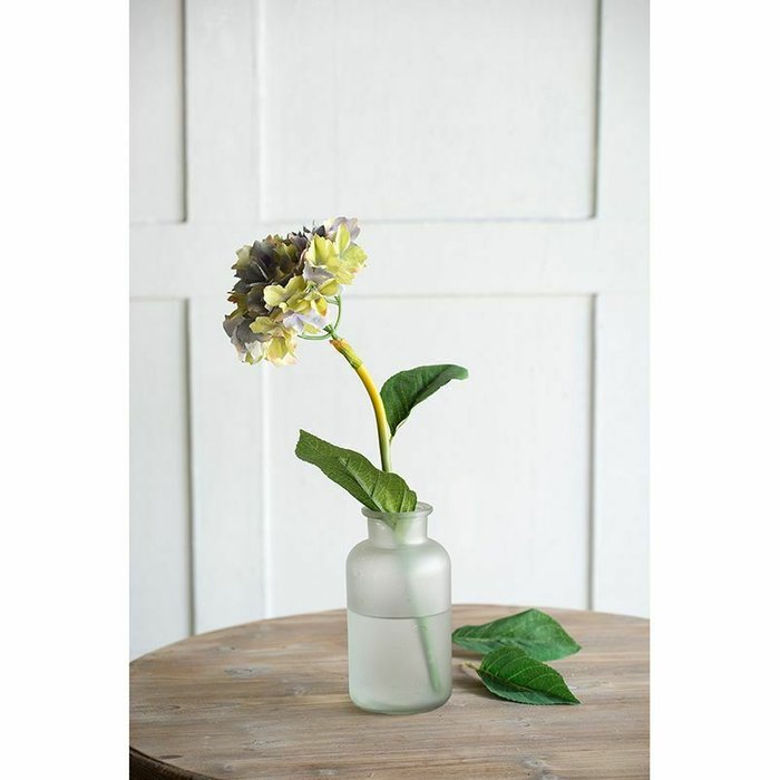Цветок Гортензия бело-голубого цвета - лучшие Декоративные цветы в INMYROOM