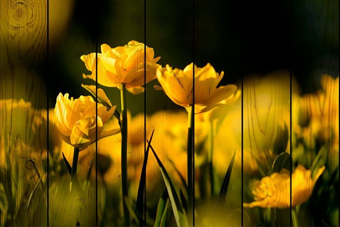Картина Желтые тюльпаны на дереве