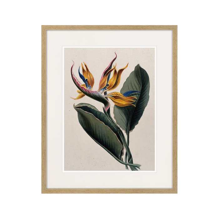 Копия старинной литографии Exotic plants of the world №4 1815 г. - купить Картины по цене 3995.0