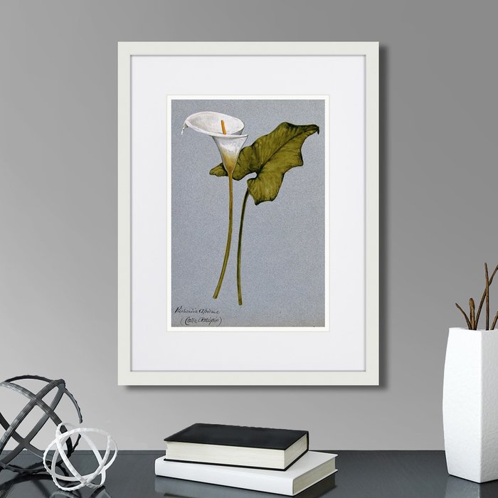 Копия старинной литографии Arum lily 1899 г. Копия старинной литографии Arum lily 1899 г.