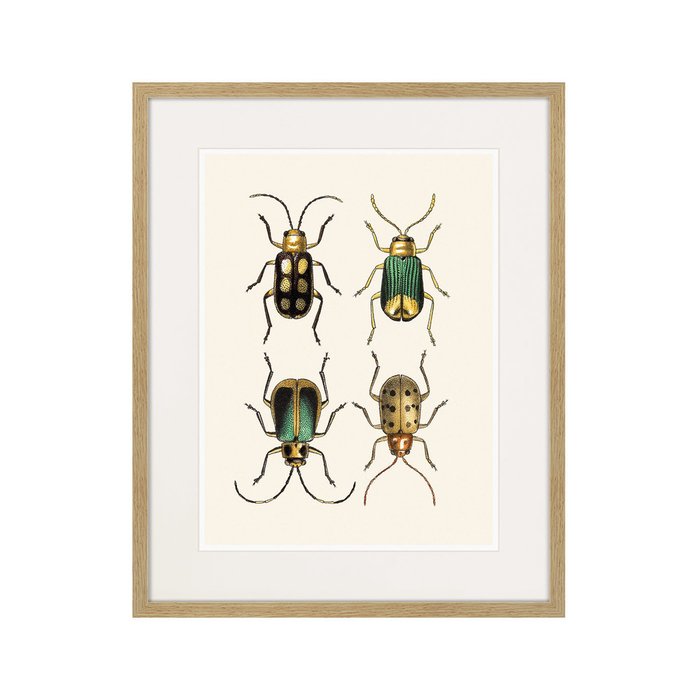 Копия старинной литографии Assorted Beetles №8 1735 г. - купить Картины по цене 3995.0