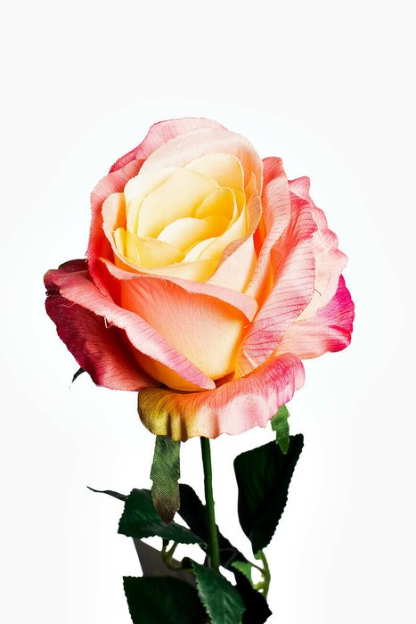 Роза нежно-розового цвета - купить Декоративные цветы по цене 330.0