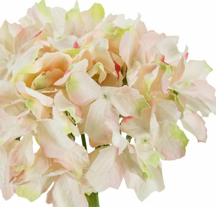 Растение декоративное Гортензия бело-розового цвета - лучшие Декоративные цветы в INMYROOM