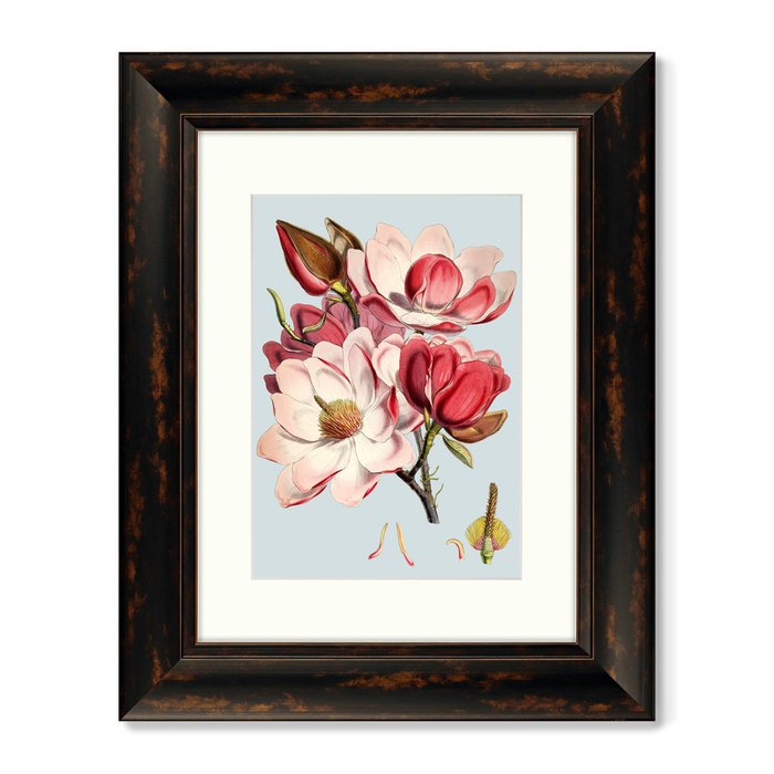 Репродукция картины Himalaya Plants Pink Flower 1869 г. - купить Картины по цене 8199.0