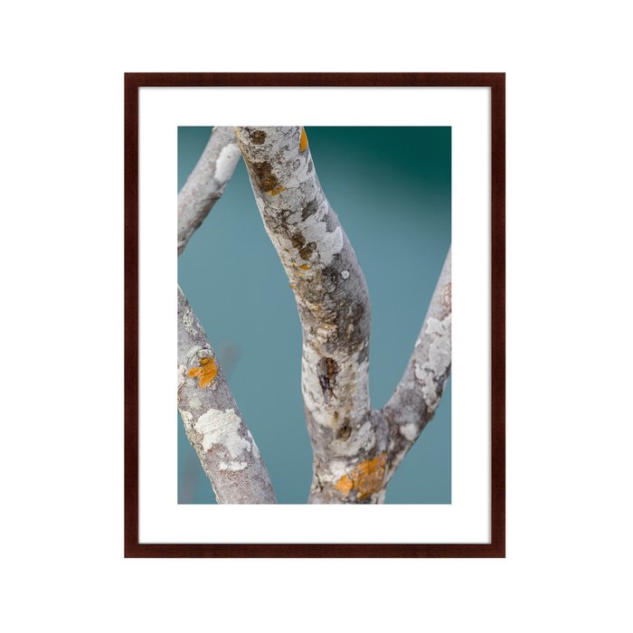 Картина Trees on the Galapagos Islands Ecuador No3 - купить Картины по цене 12999.0
