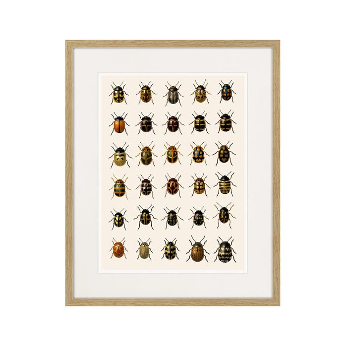 Копия старинной литографии Assorted Beetles №2 1735 г. - купить Картины по цене 3995.0