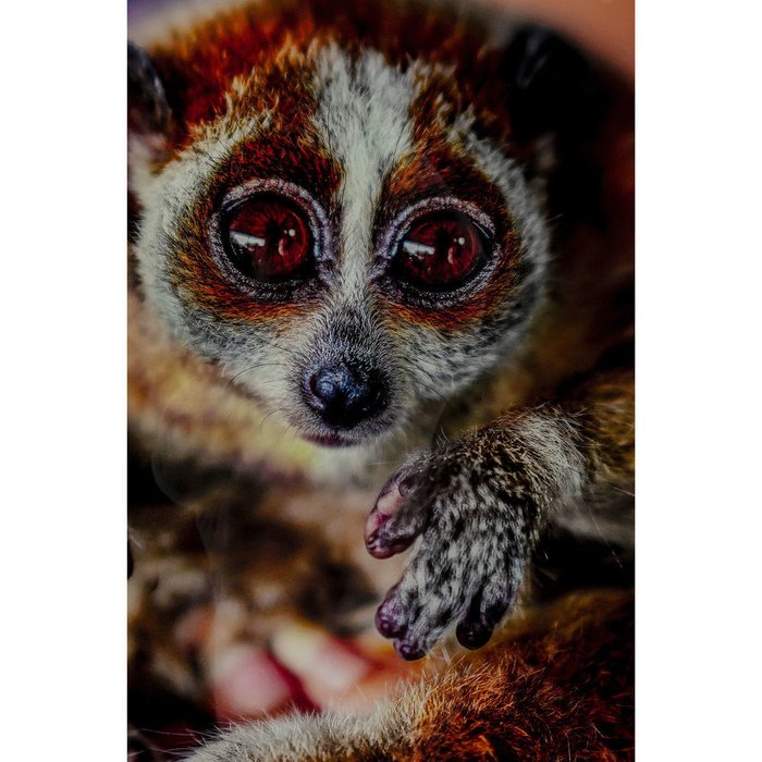 Картина Lemur, коллекция Лемур - лучшие Принты в INMYROOM