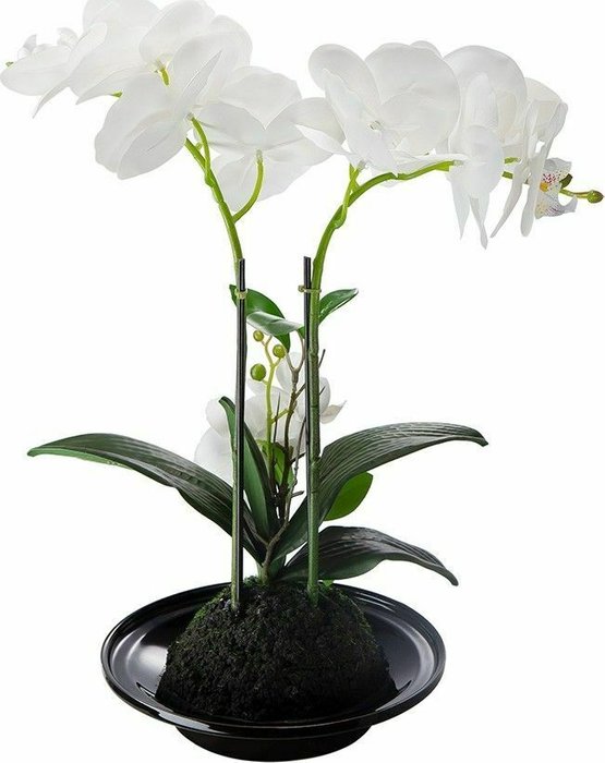 Декоративное растение Орхидея белого цвета - купить Декоративные цветы по цене 3230.0