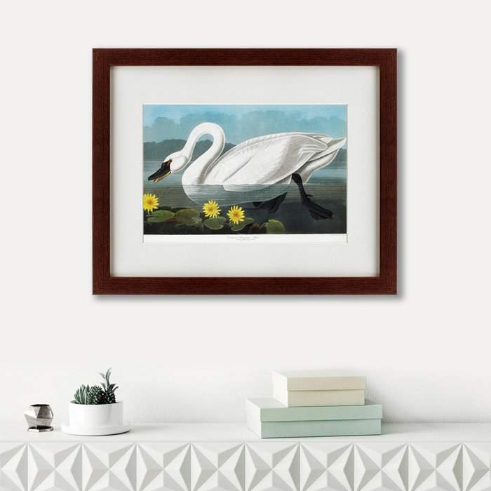 Картина Common American Swan 1838 г.