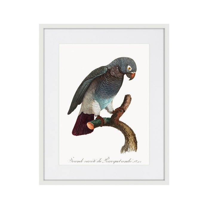 Копия старинной литографии Beautiful parrots №6 1872 г. - купить Картины по цене 3995.0