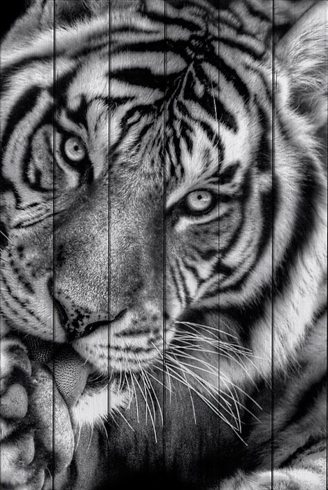 Картина на дереве Тигр