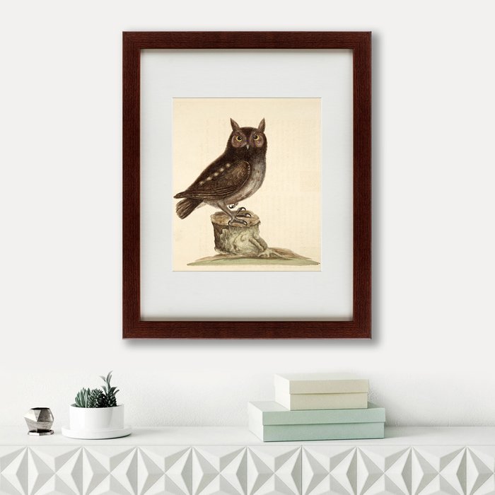 Картина The Little owl 1731 г.