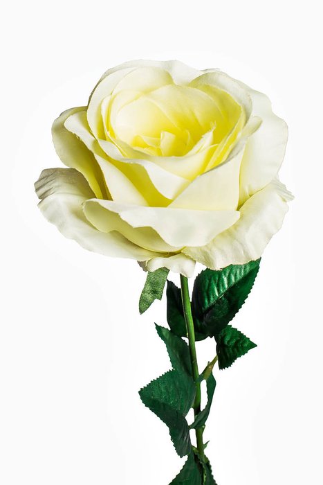 Роза белого цвета - купить Декоративные цветы по цене 200.0