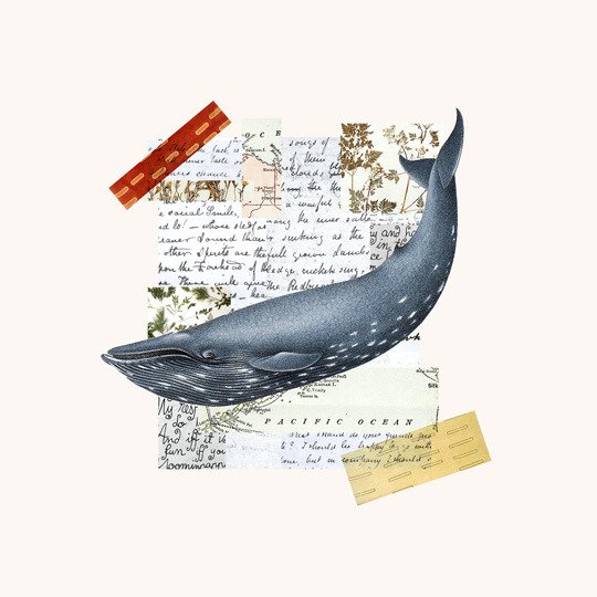 Постер 'Whale' Постер 'Whale'