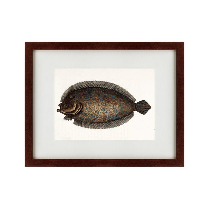 Картина Sole fish 1722 г.  - купить Картины по цене 5995.0