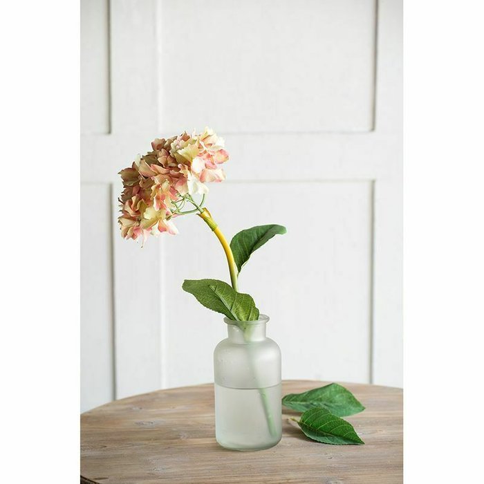 Цветок Гортензия бело-розового цвета - лучшие Декоративные цветы в INMYROOM