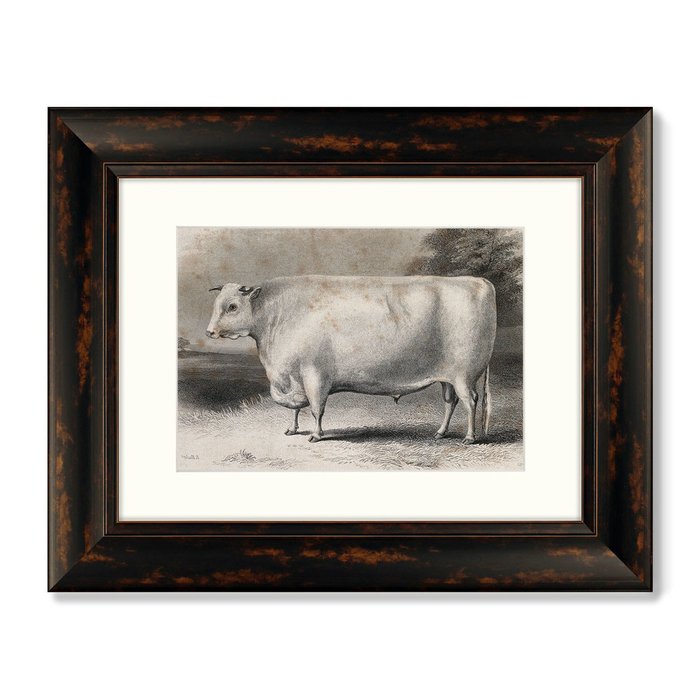 Набор из двух картин A Devon bull 1849 г. - лучшие Картины в INMYROOM