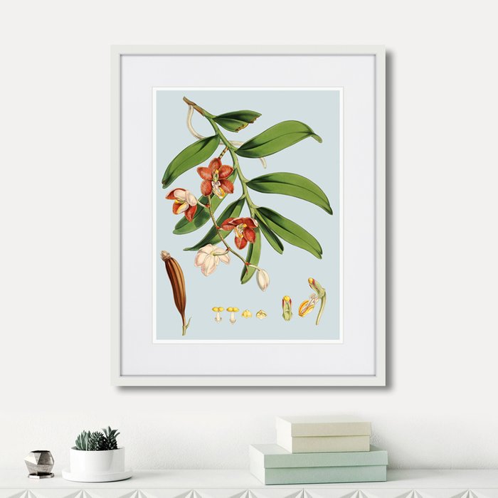 Набор из двух картин Himalaya Plants White And Orangered Flowers - лучшие Картины в INMYROOM