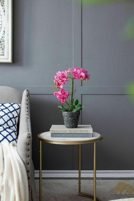 Декоративное растение Орхидея розового цвета - лучшие Декоративные цветы в INMYROOM