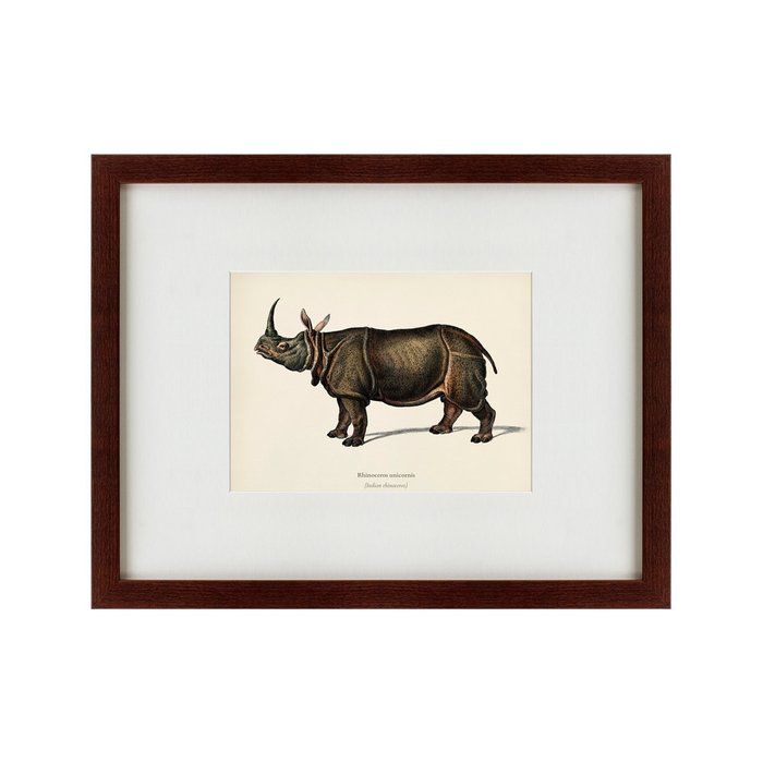Картина Rhinoceros ancienne gravure 1849 г. - купить Картины по цене 5995.0