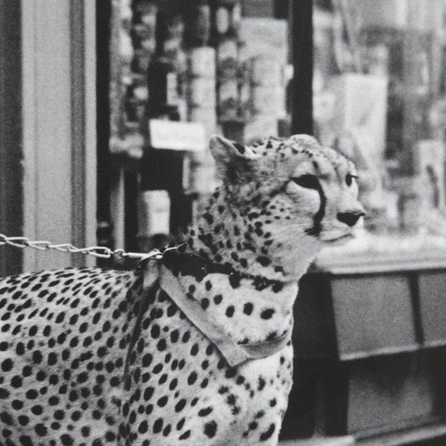 Чёрно-белый постер Cheetah in the Store в раме  - купить Картины по цене 31518.0