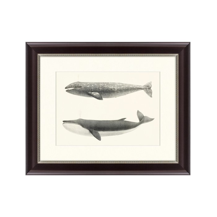 Картина The California Gray Whale Rhachieanectes claucus 1857 г. - купить Картины по цене 3495.0