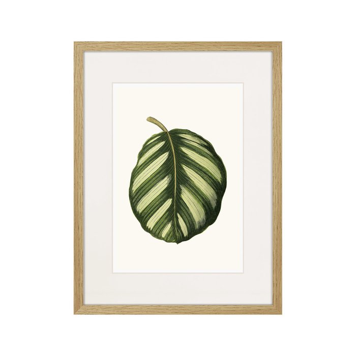 Копия старинной литографии Single leaf of a plant №2 1865 г. - купить Картины по цене 2995.0