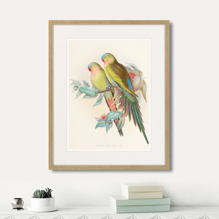 Набор из трех картин Love parrots - купить Картины по цене 11985.0