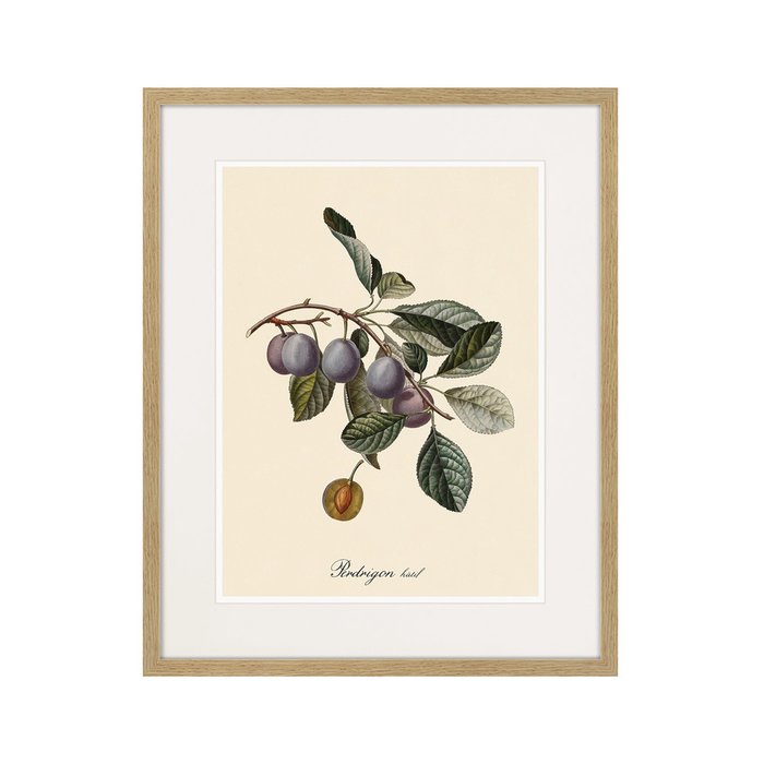 Копия старинной литографии Juicy fruit lithography №5 1870 г. - купить Картины по цене 3995.0
