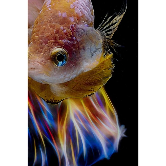 Картина Fish 100х100 со стеклом - лучшие Принты в INMYROOM