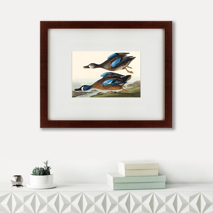 Картина Blue-winged Teal 1836 г.