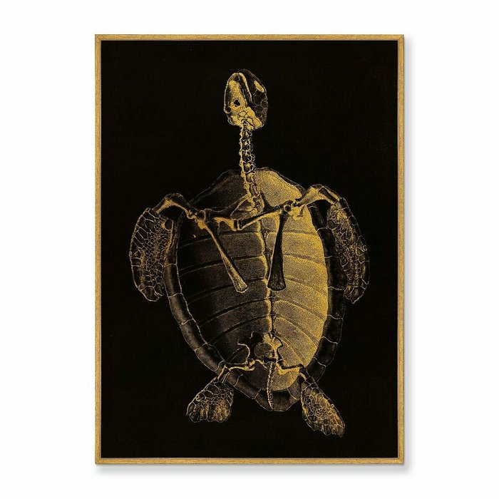 Репродукция картины на холсте Turtle Skeleton, 1733г. - купить Картины по цене 21999.0