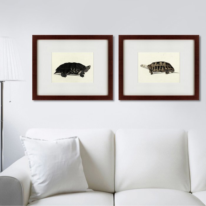 Картина A hand-painted illustration of an Elongated tortoise 1873 г. - лучшие Картины в INMYROOM