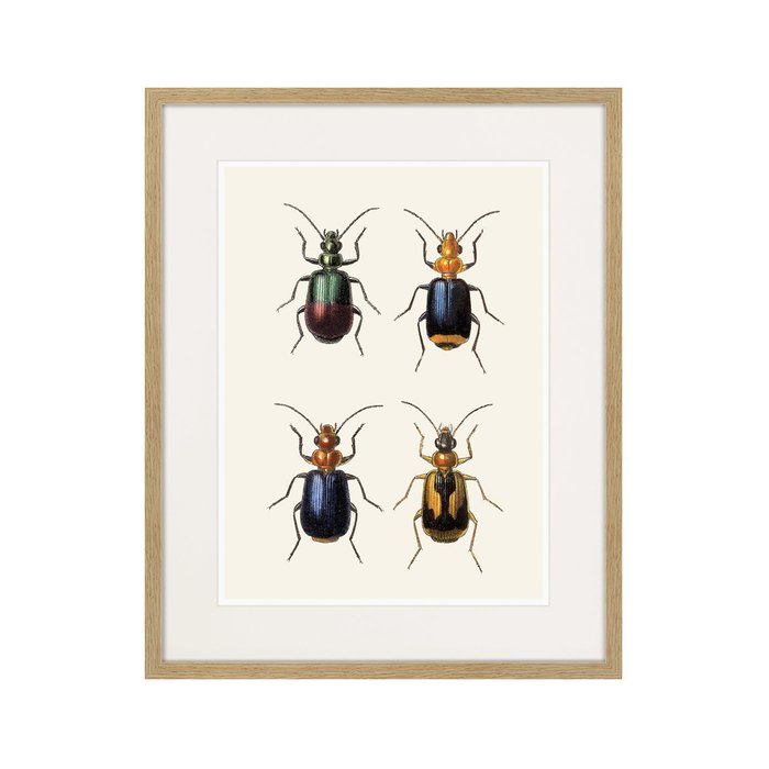 Копия старинной литографии Assorted Beetles №4 1735 г. - купить Картины по цене 3995.0