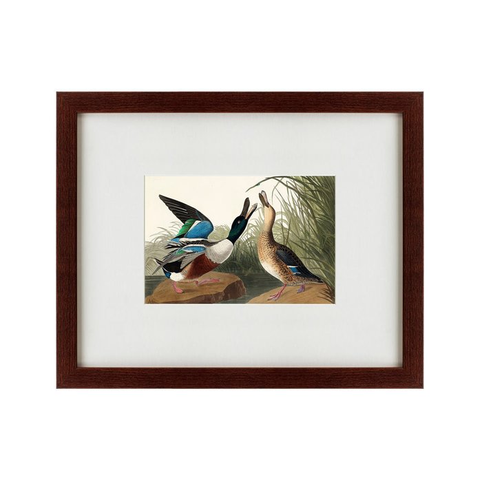 Картина Shoveller duck 1836 г. - купить Картины по цене 4990.0