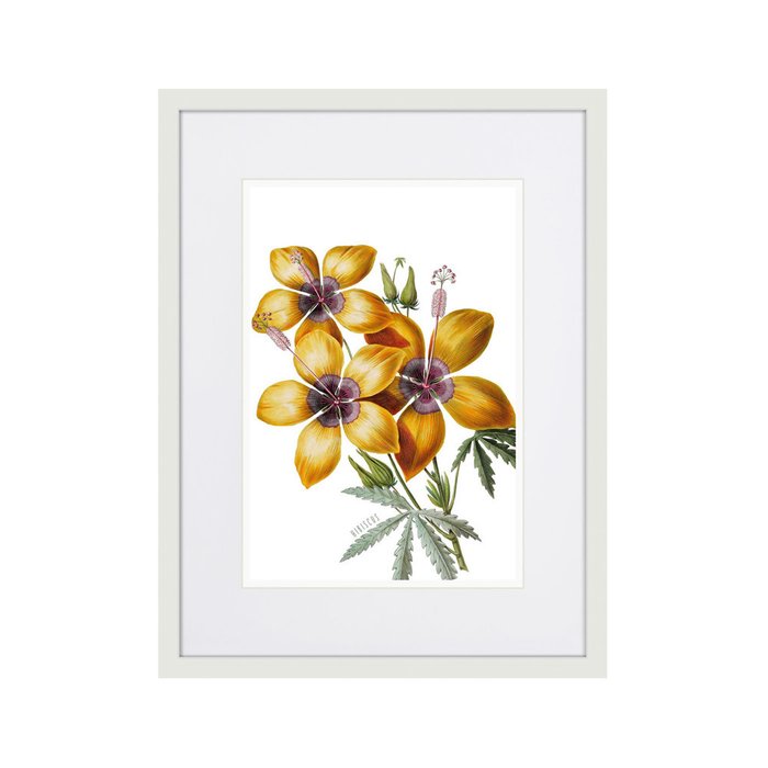 Копия старинной литографии Caribian Flora Yellow Hibiscus 1740 г. - купить Картины по цене 2995.0