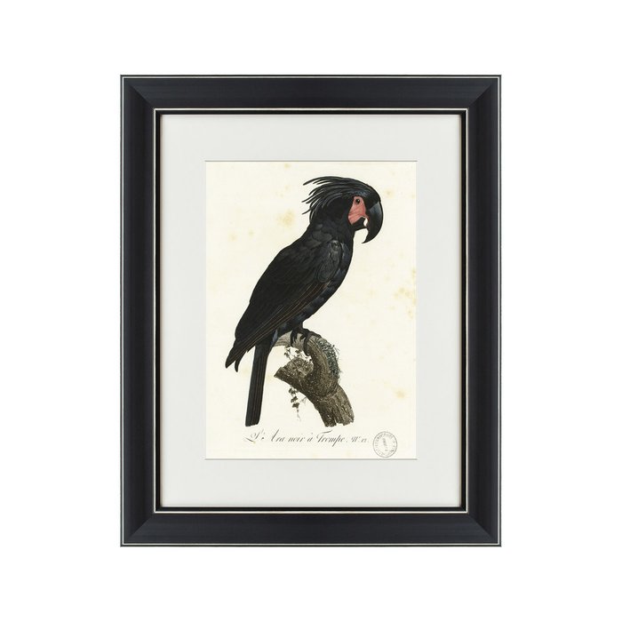 Картина Чёрный какаду литография 1820 г. - купить Картины по цене 3495.0